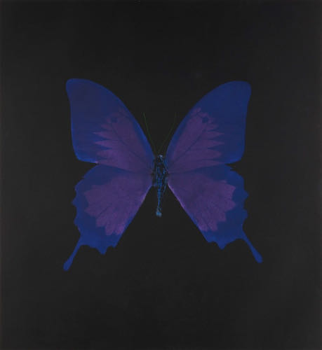 Damien Hirst, Violet Butterfly, 2008  | Article on ArtWizard